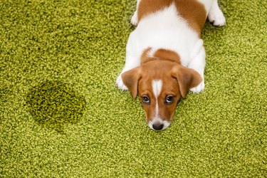 how do you know if your puppy has a urine infection