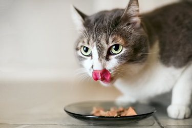 The cat eats the food and licks a big language