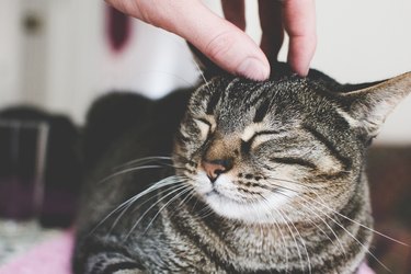 A hand scratching the top of a grey cat's head