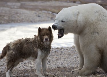 Unlikely pair.  Polar Bear and Canadian Eskimo Dog