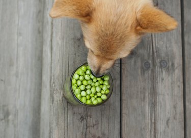 can you feed dogs frozen vegetables