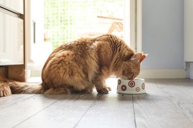 Side view of cat eating food on floor