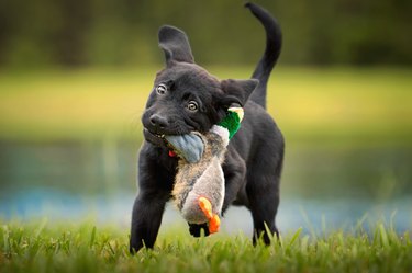 Black lab puppy playing