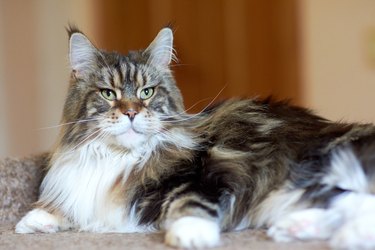 Portrait of a domestic cat breed Maine Coon color cakes in the apartment