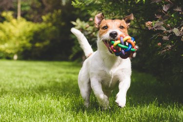 Terrier playing with a colorful ball