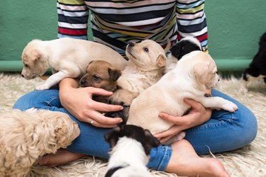 can you touch a newborn puppy