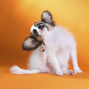Small puppy scratching himself on an orange background