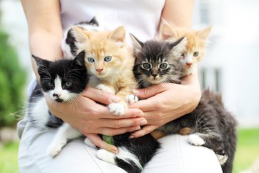 Person holding little cats in arms.