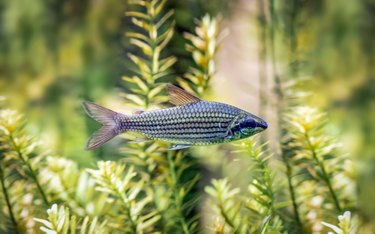 Freshwater fish belonging to the tetras family