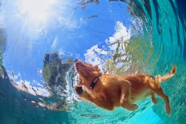 A dog paddling in blue water, shot from underneath