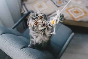 Nice kitten playing with mouse toy on chair. Top view