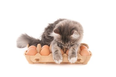 Gray kitten looking at fresh eggs in eggs box