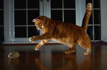 Red cat catching toy mouse