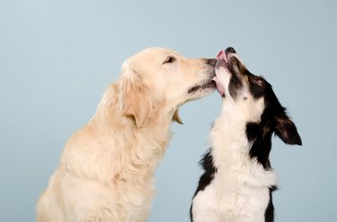 Friendly dog kisses
