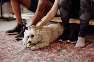 Owners petting dog with tennis ball in his mouth