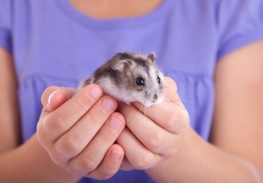 A little hamster in a child's hands