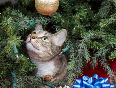 Close-Up Of Cat in Christmas Tree