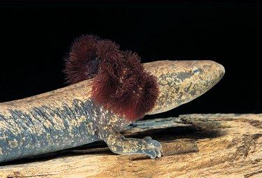 Necturus maculosus (common mudpuppy)