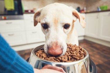 Close-Up Of Dog Eating Food In Bowl At Home