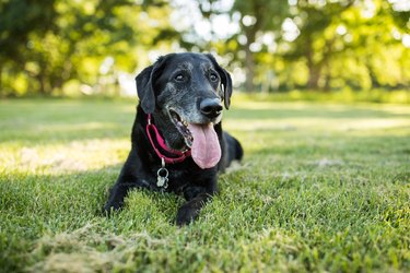 is it safe to neuter an older male dog