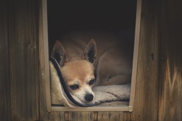 Sad dog inside a booth