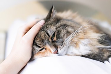 Closeup of Maine coon cat lying on a bed with a hand petting it.