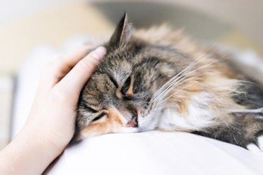 Closeup portrait of one sad calico maine coon cat face lying on bed in bedroom room, looking down, bored, depression, woman hand petting head