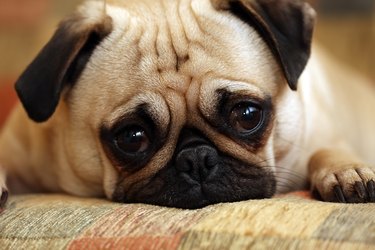 Sad pug puppy