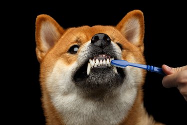 dog with toothbrush in human hand.