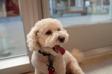 poodle sits by a store window, panting.