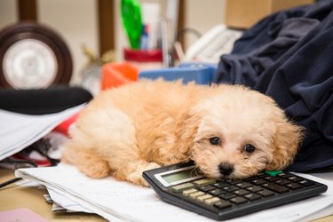 Cute poodle puppy dog resting on calculator messy office desk