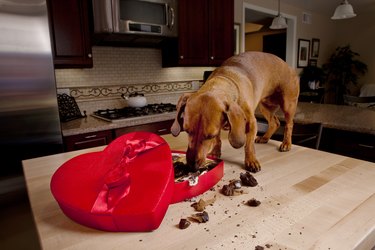 Dog eating chocolates from heart shaped Valentine's box