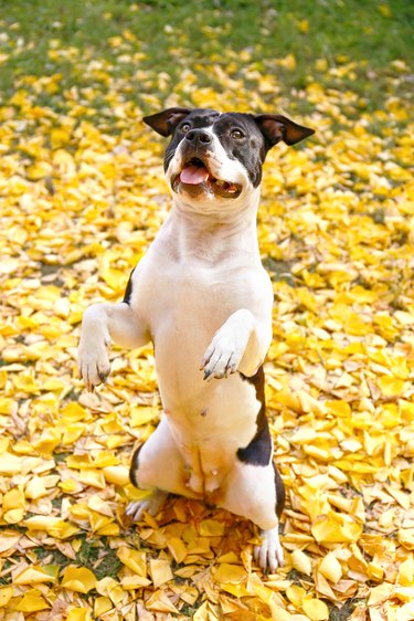 American staffordshire terrier having fun in central park on beautiful fall time afternoon.