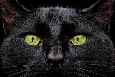 closeup of black cat with green eyes