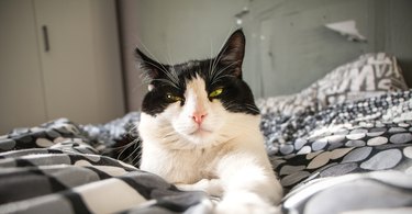 black and white cat lying on bed