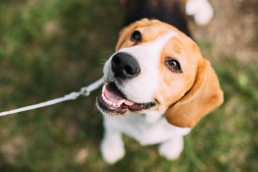 White and tan beagle sitting on green grass.