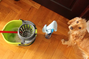 dog needs to bucket of house cleaning supplies