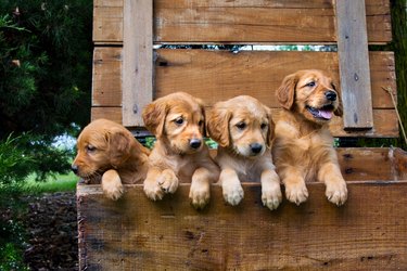 Four puppies in a wooden box outside