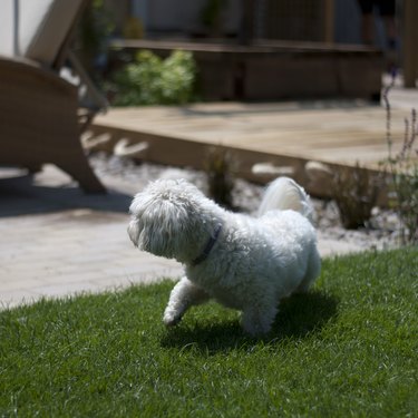 Havanese on Fresh Lawn