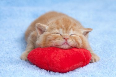 Little cat sleeping on red heart-shaped pillow