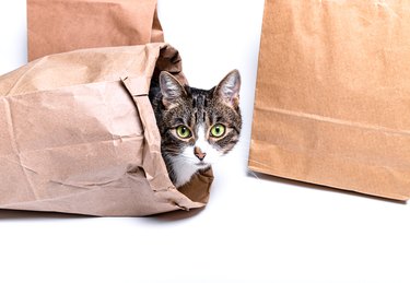 Cat sitting in a paper, craft bag, box.