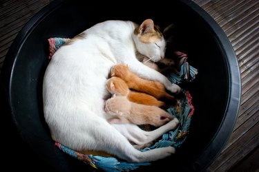 Cat Nursing Kittens