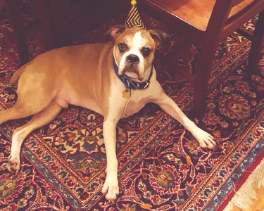 High Angle Portrait Of Dog Wearing Party Hat At Home