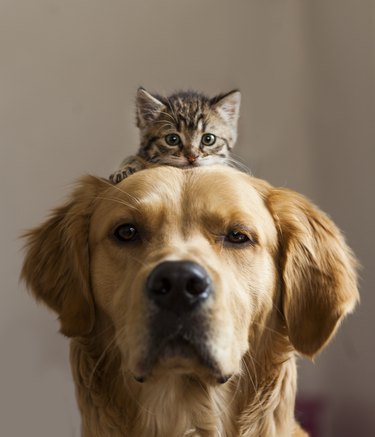 Kitten sitting on dog