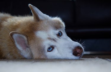 Portrait of a Husky Dog lying down