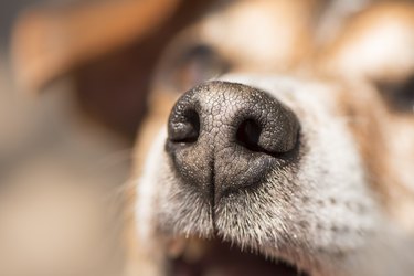 Dogs nose in close-up, tricolor Jack Russell Terrier