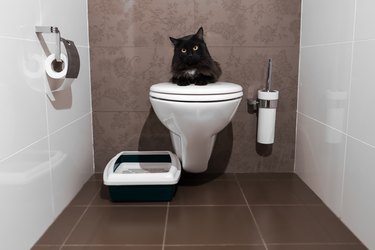 black cat sitting on the toilet