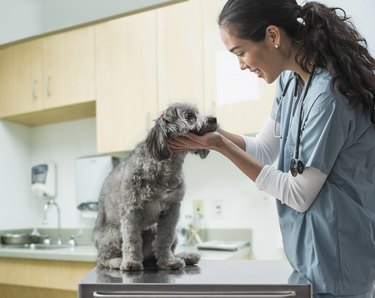 Female veterinarian examining gray dog in hospital