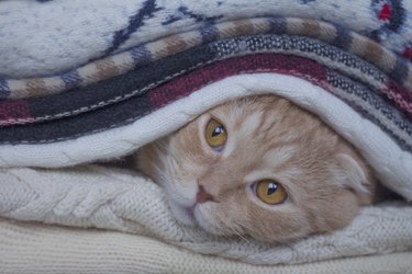red scottishfold cat lying in blankets