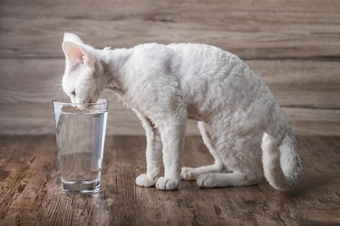 my cat drank from my water glass